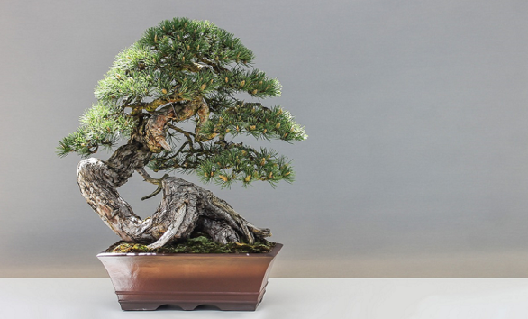 Machine learning pruning