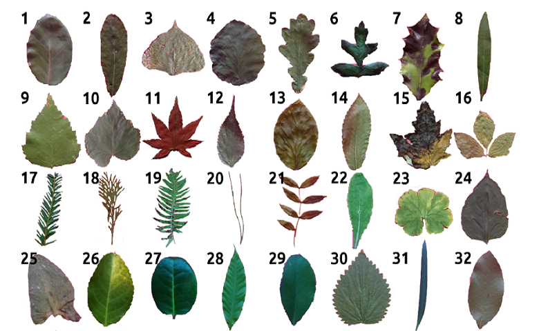 Leaf categories