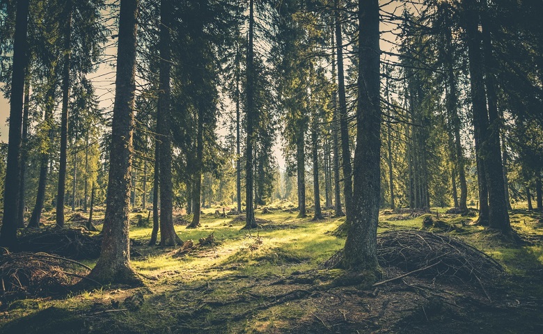 view of a forest