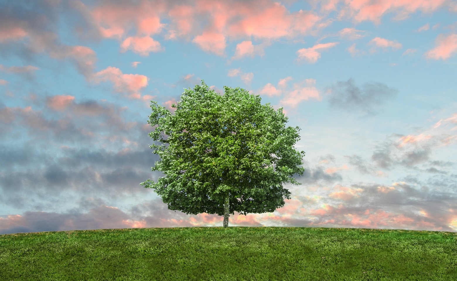 tree on a hill