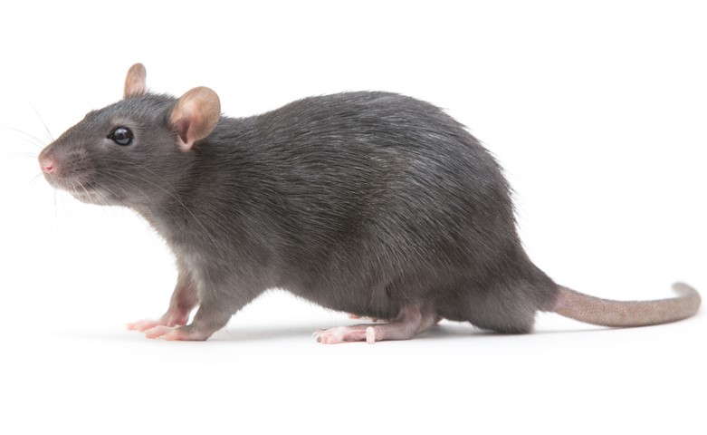 How Many Rats Does it Take to Power a Lightbulb? | Displayr
